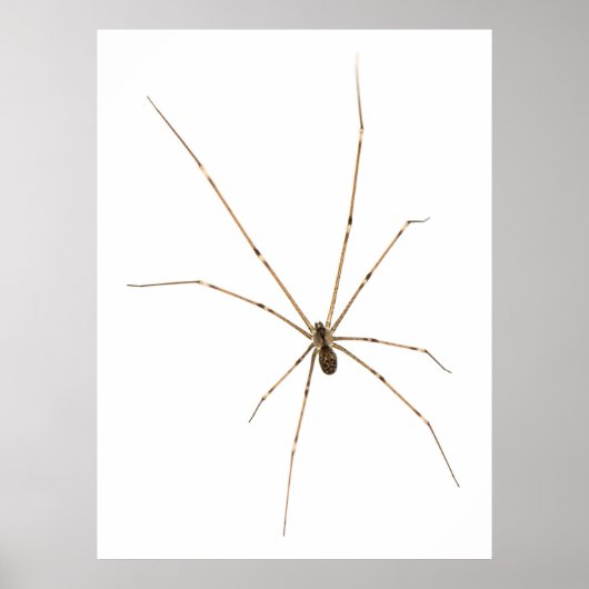 Spider Poster (Vorne)