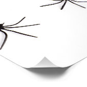 Spider Poster (Ecke)