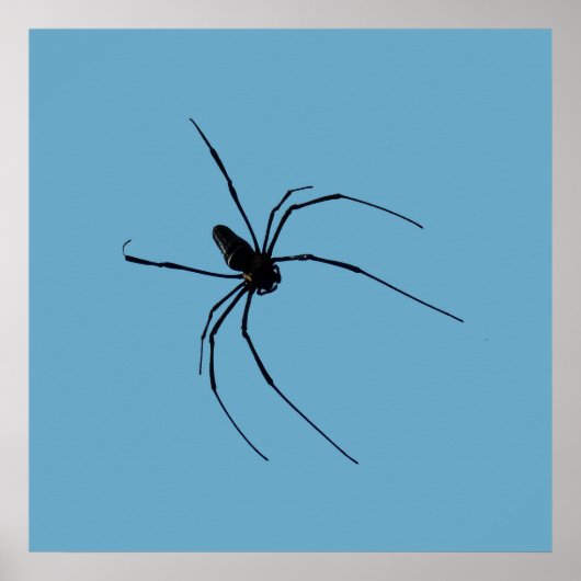Spider Poster (Vorne)