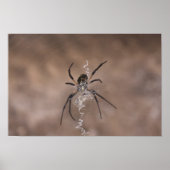 Spider Poster (Vorne)