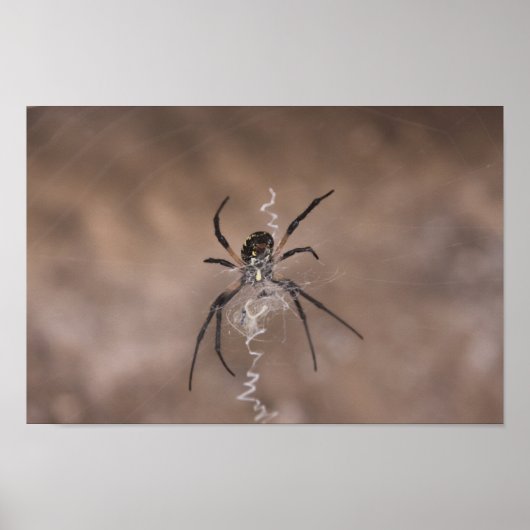 Spider Poster (Vorne)