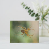 Spider - Postkarte (Stehend Vorderseite)