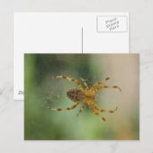 Spider - Postkarte (Vorne/Hinten)