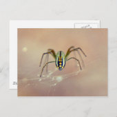 Spider Postkarte (Vorne/Hinten)
