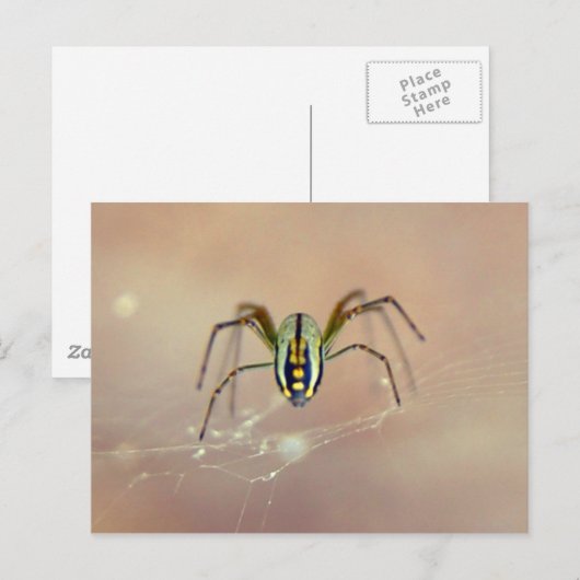 Spider Postkarte (Vorne/Hinten)