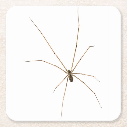 Spider Rechteckiger Pappuntersetzer (Vorderseite)