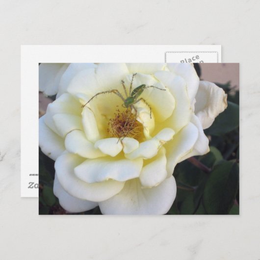 Spider & Rose Postkarte (Vorne/Hinten)