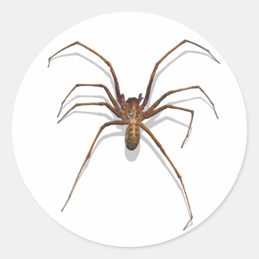 Spider Runder Aufkleber (Vorderseite)