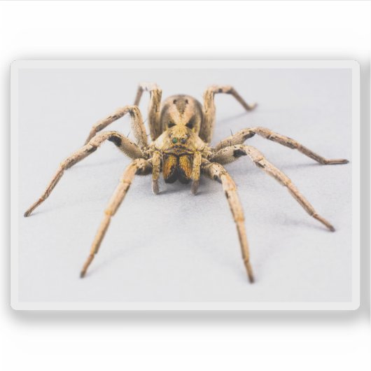 Spider Sense Aufkleber (Vorderseite)