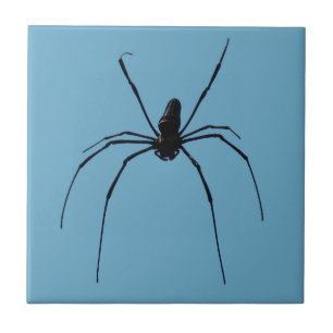 Spider Small (4,25" x 4,25") Keramik Foto Tile Fliese