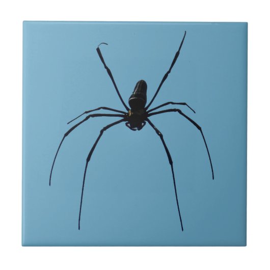 Spider Small (4,25" x 4,25") Keramik Foto Tile Fliese (Vorderseite)