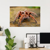 Spider Tarantula Insektenkunst Foto Poster (Heimbüro)