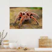Spider Tarantula Insektenkunst Foto Poster (Küche)