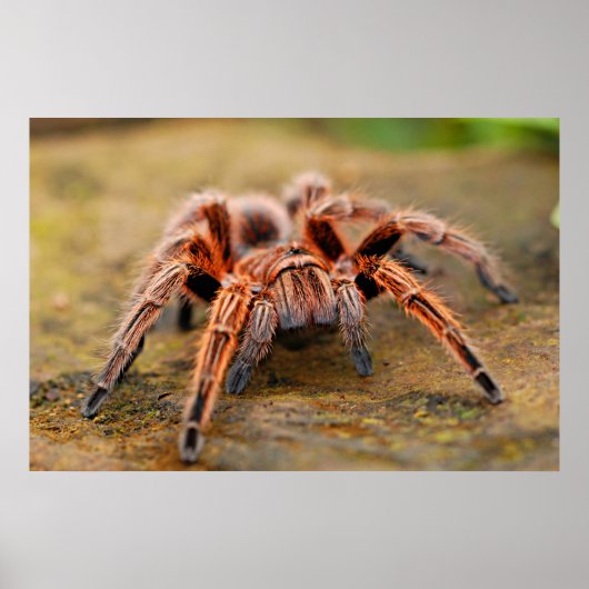 Spider Tarantula Insektenkunst Foto Poster (Vorne)