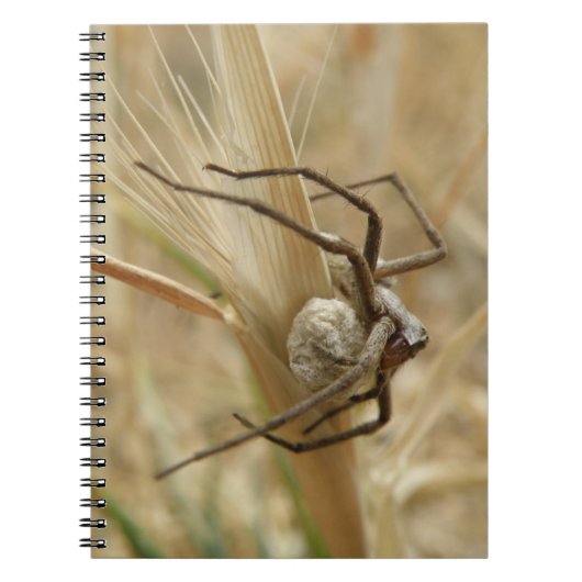 Spider und Egg Sac Notebook Notizblock (Vorderseite)