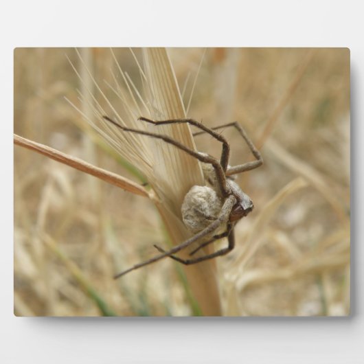 Spider und Egg Sac Plaque Fotoplatte (Vorderseite)
