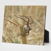 Spider und Egg Sac Plaque Fotoplatte (Seite)