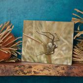 Spider und Egg Sac Plaque Fotoplatte (Seite)