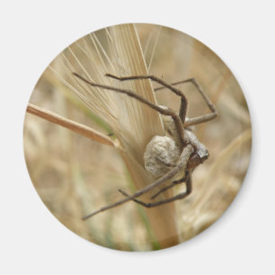 Spider und Eier Magnet
