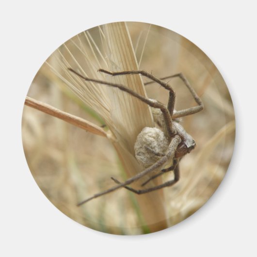 Spider und Eier Magnet (Vorne)