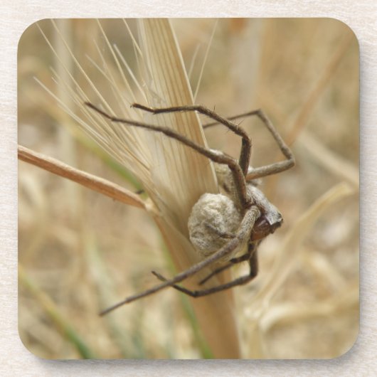 Spider und Eier Sac Cork Untersetzer (Vorderseite)