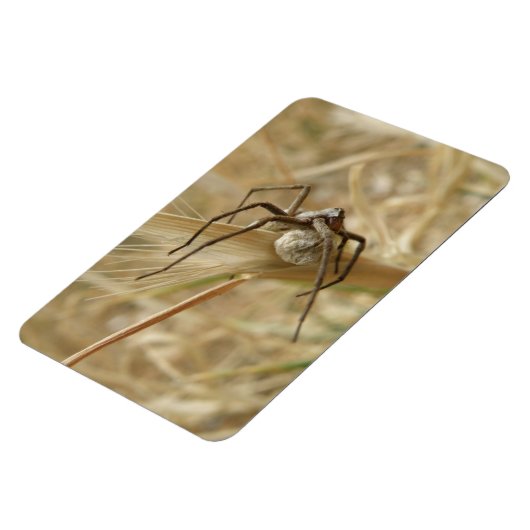 Spider und Eier Sac Premium Magnet (Linke Seite)