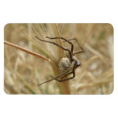 Spider und Eier Sac Premium Magnet (Horizontal)
