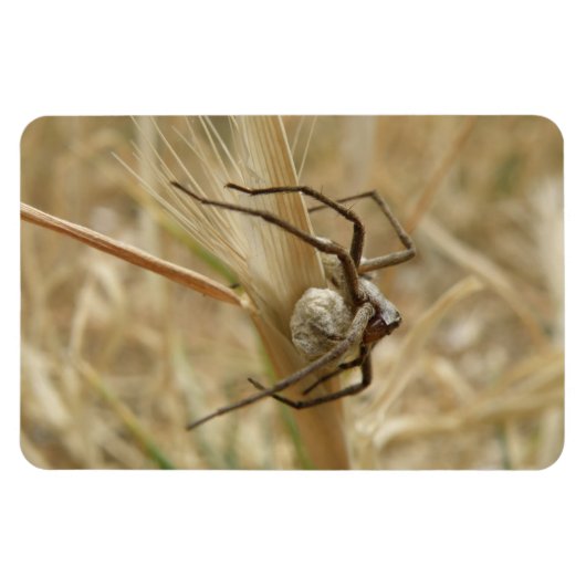 Spider und Eier Sac Premium Magnet (Horizontal)