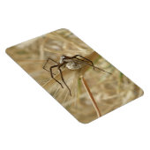 Spider und Eier Sac Premium Magnet (Rechte Seite)