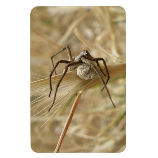 Spider und Eier Sac Premium Magnet (Vertikal)