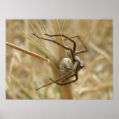 Spider und Eierfassung Poster (Vorne)