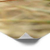 Spider und Eierfassung Poster (Ecke)