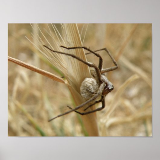 Spider und Eierfassung Poster (Vorne)