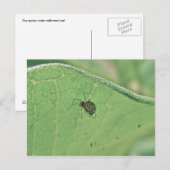 Spider Under Milkweed Leaf Postcard Postkarte (Vorne/Hinten)
