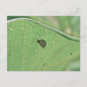 Spider Under Milkweed Leaf Postcard Postkarte