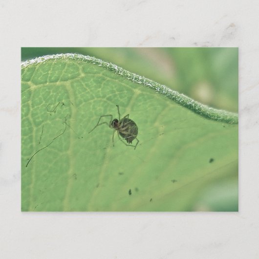 Spider Under Milkweed Leaf Postcard Postkarte (Vorderseite)