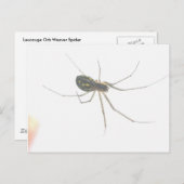 Spider Underside Postcard Postkarte (Vorne/Hinten)