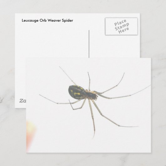 Spider Underside Postcard Postkarte (Vorne/Hinten)