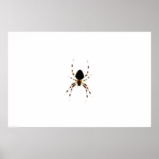 Spider Wapcn Poster (Vorne)