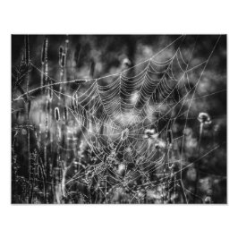 Spider Web Black and White Nature Fine Art Fotodruck