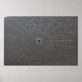 Spider Web Poster (Vorne)