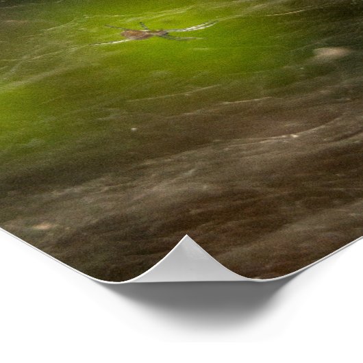 Spider Web Poster (Ecke)