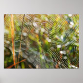 Spider Web Poster (Vorne)