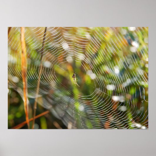 Spider Web Poster (Vorne)