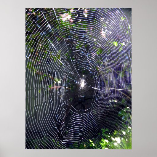 Spider Web Poster (Vorne)