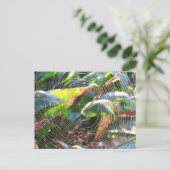 Spider Webmakro Postcard Postkarte (Stehend Vorderseite)