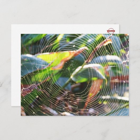 Spider Webmakro Postcard Postkarte (Vorne/Hinten)