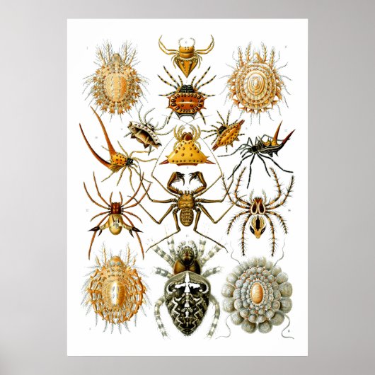 Spiders Arachnida Illustrationen von Ernst Haeckel Poster (Vorne)
