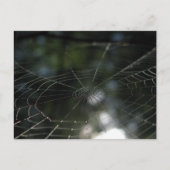 Spiders Web Nature Foto Postkarte (Vorderseite)