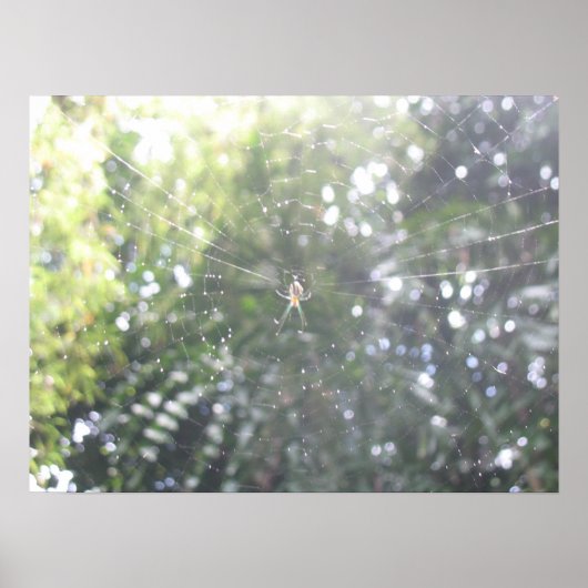 Spiders Webposter Poster (Vorne)